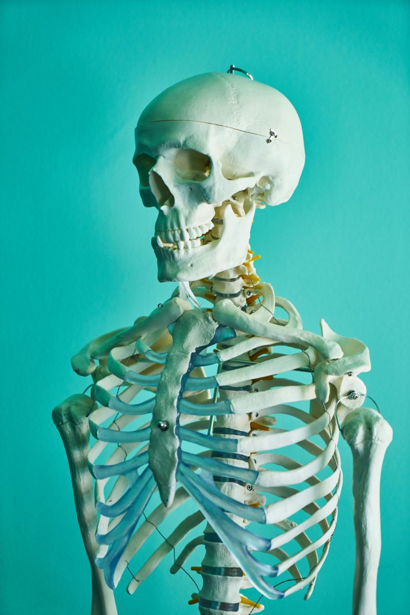 Anatomický model ľudskej kostry na modrom pozadí.