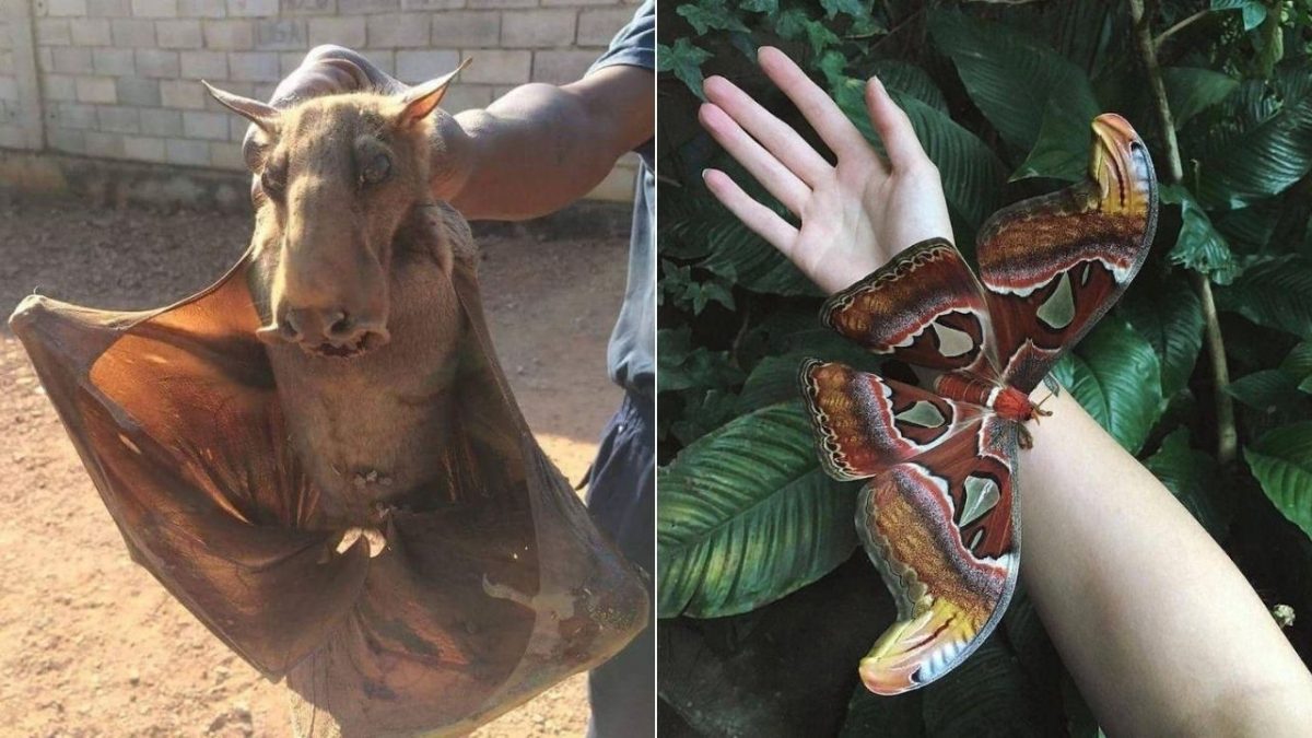 Na obrázku sú veľký netopier v rukách a obrovský motýľ na ruke v tropickom prostredí.