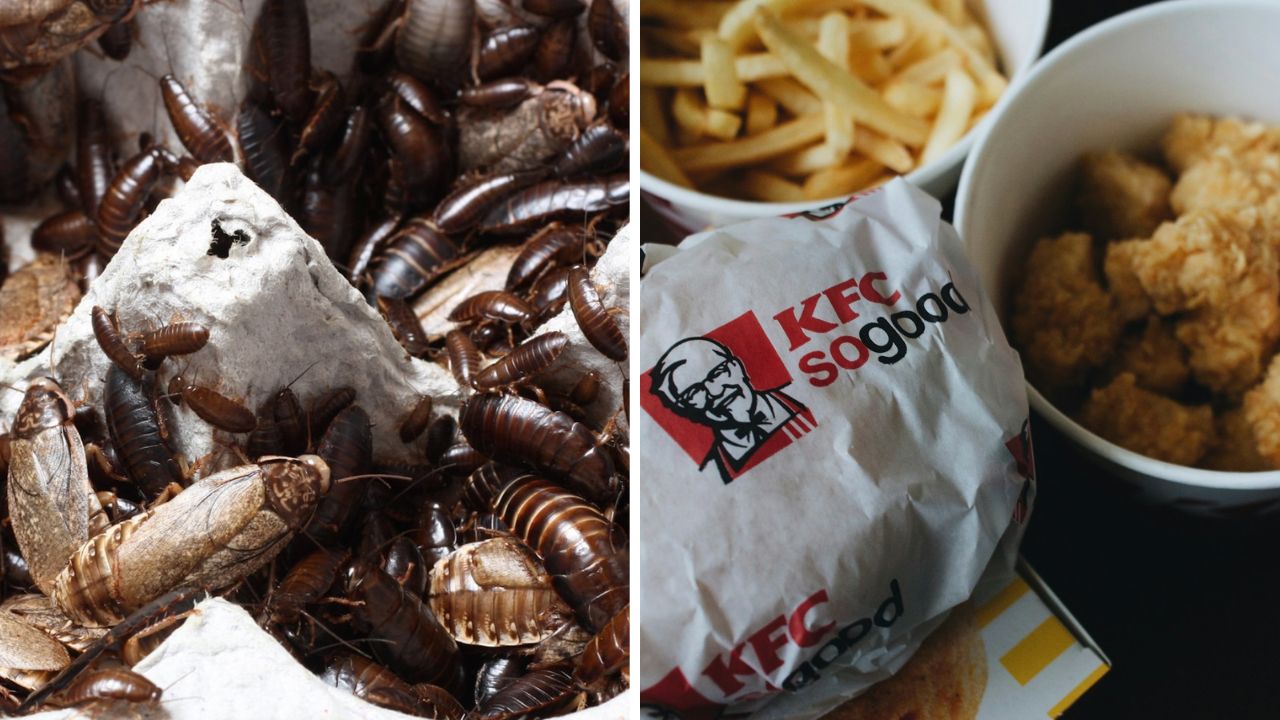 Šváby vedľa fastfoodového jedla na porovnanie neobvyklých stravovacích alternatív.