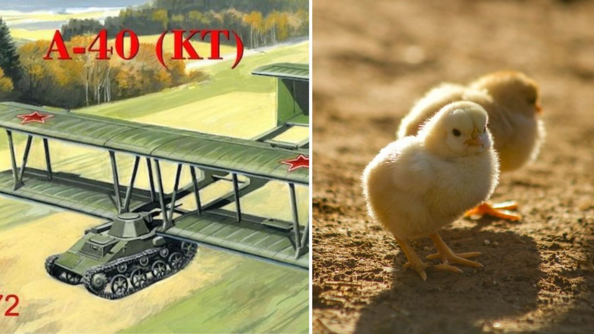 Ilustrácia lietadla A-40 s tankom a kurčiatka na zemi. Vojenská technika a príroda.