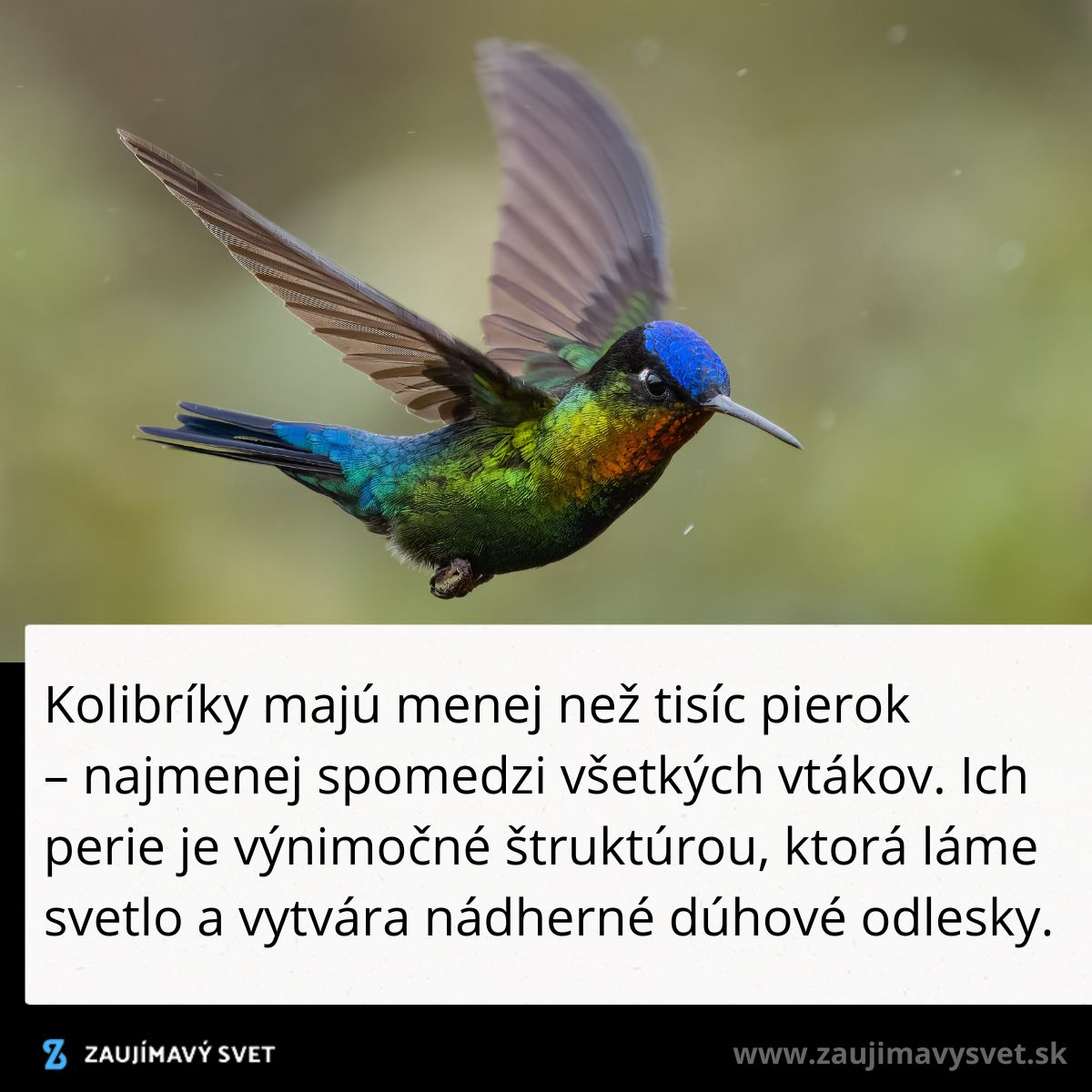 Kolibrík s jasným perím a špeciálnou štruktúrou na vytváranie dúhových odleskov počas letu.