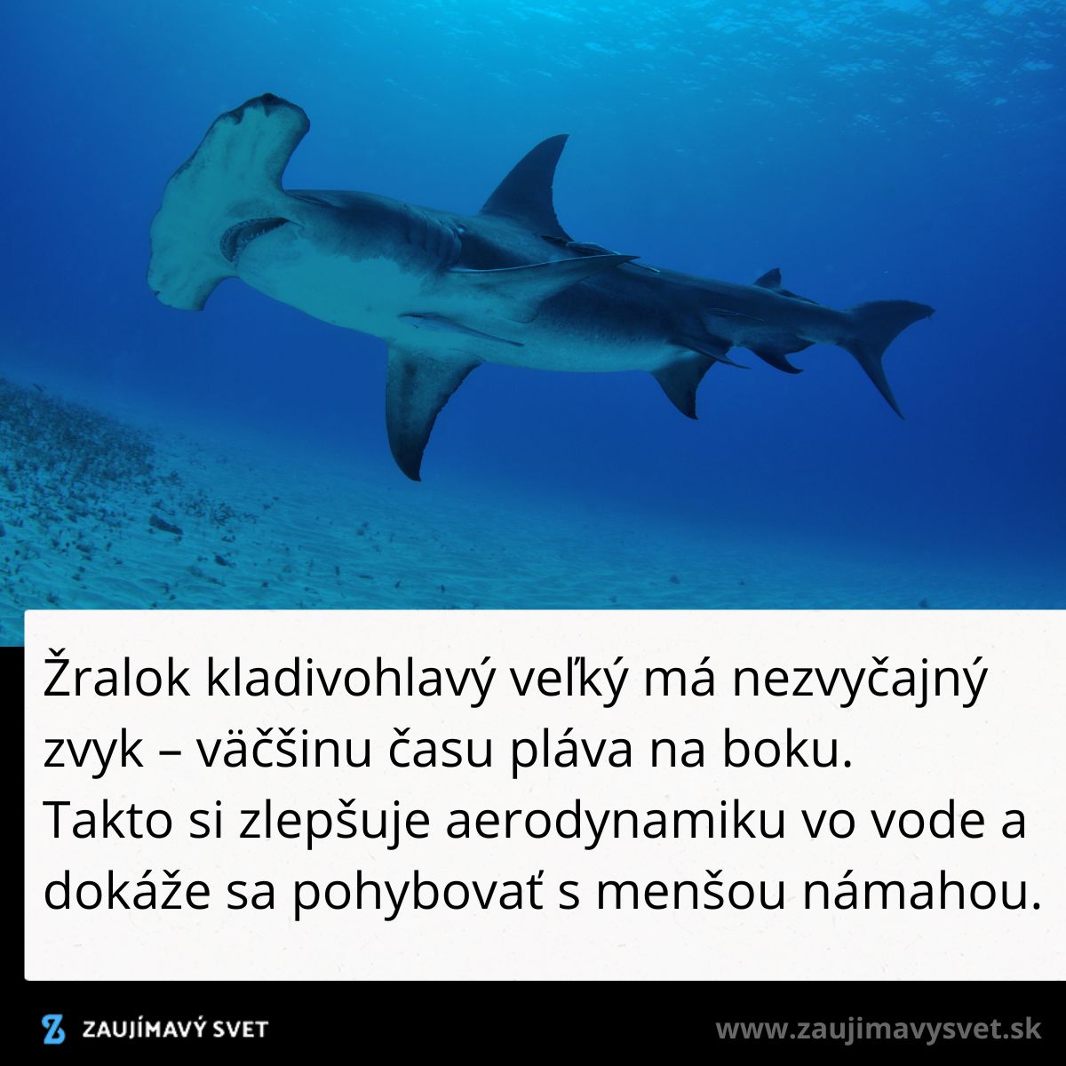 Žralok kladivohlavý pláva na boku, čím zlepšuje aerodynamiku a pohyb vo vode.