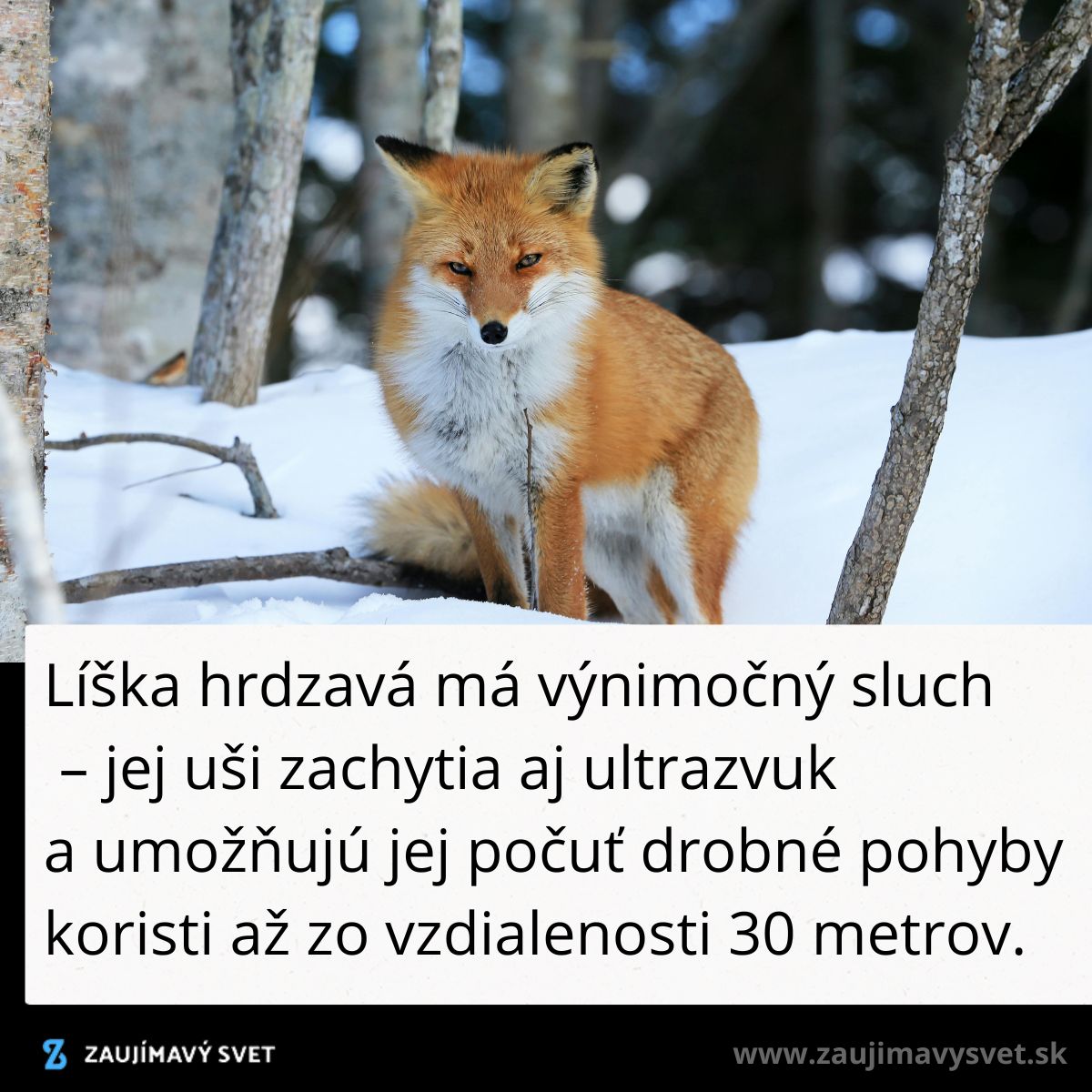 Líška hrdzavá stojí v zasneženom lese, má hustú srsť, bdie alertne medzi stromami.