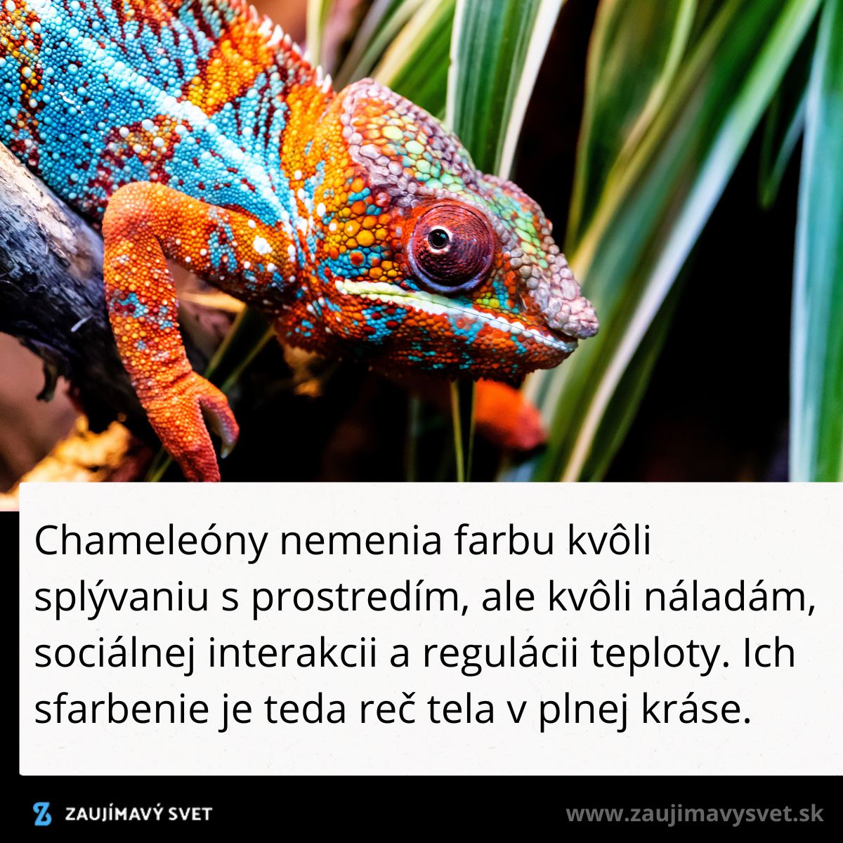 Farebný chameleón na vetvičke medzi listami, demonštruje pestrú škálu farieb pre sociálnu interakciu.