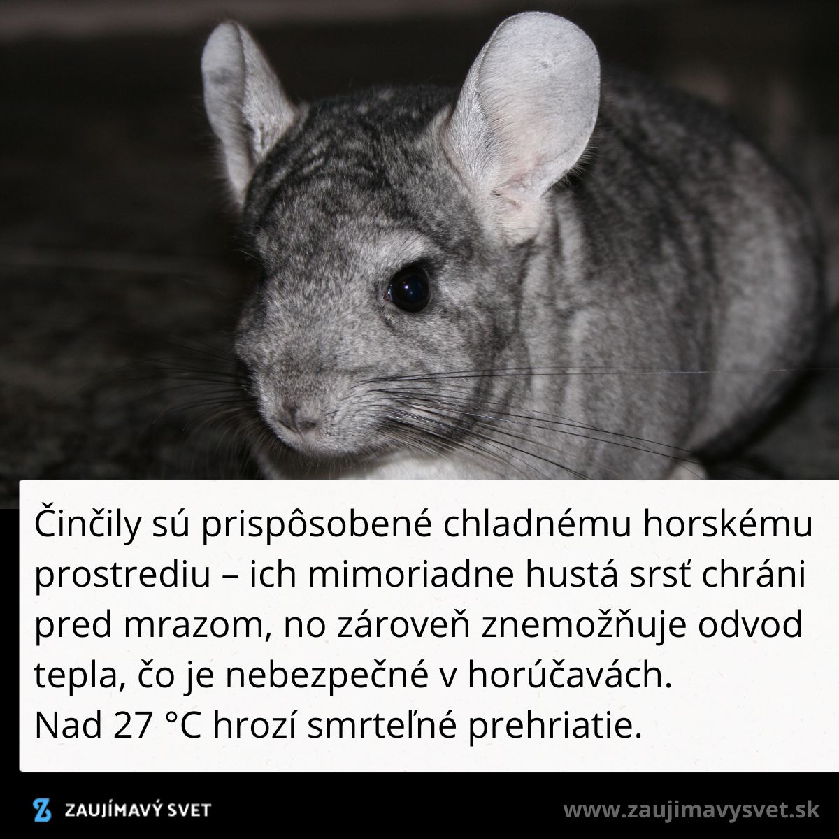 Činčila s hustou srsťou na ochranu pred chladom, nevhodná do tepla nad 27 °C pre riziko prehriatia.