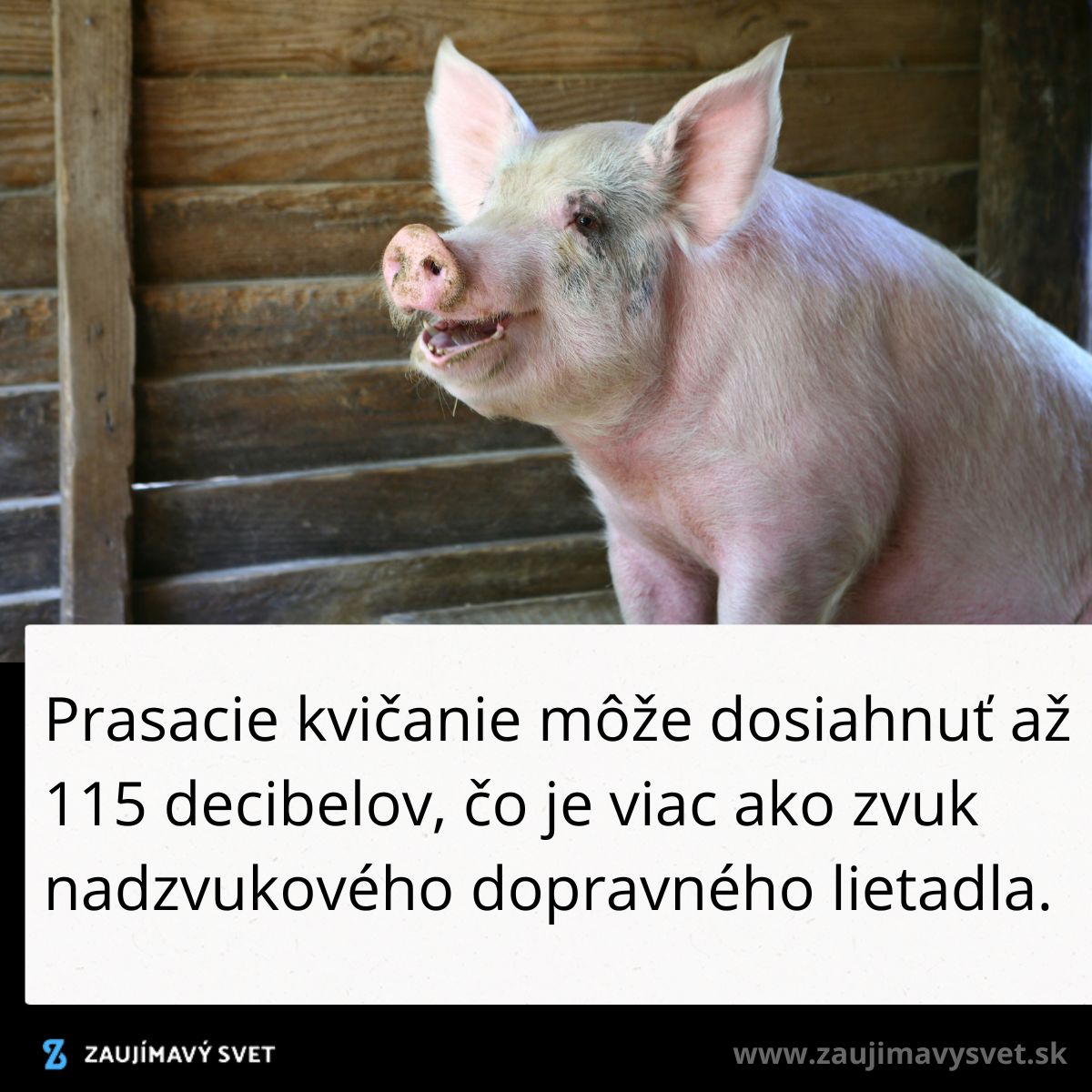 Prasa v drevenej ohrade pri súmraku, v popredí text o intenzite prasačieho kvikania.