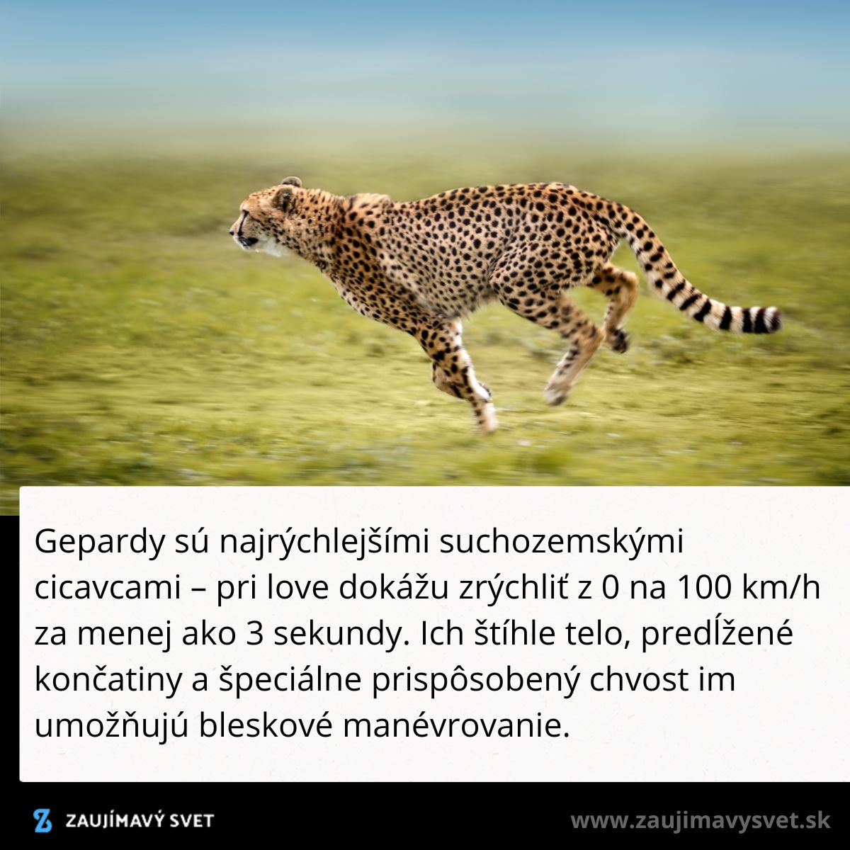 Gepard beží cez lúku, ukazujúc svoju rýchlosť a ladnosť, typické pre najrýchlejšieho suchozemského cicavca na svete.