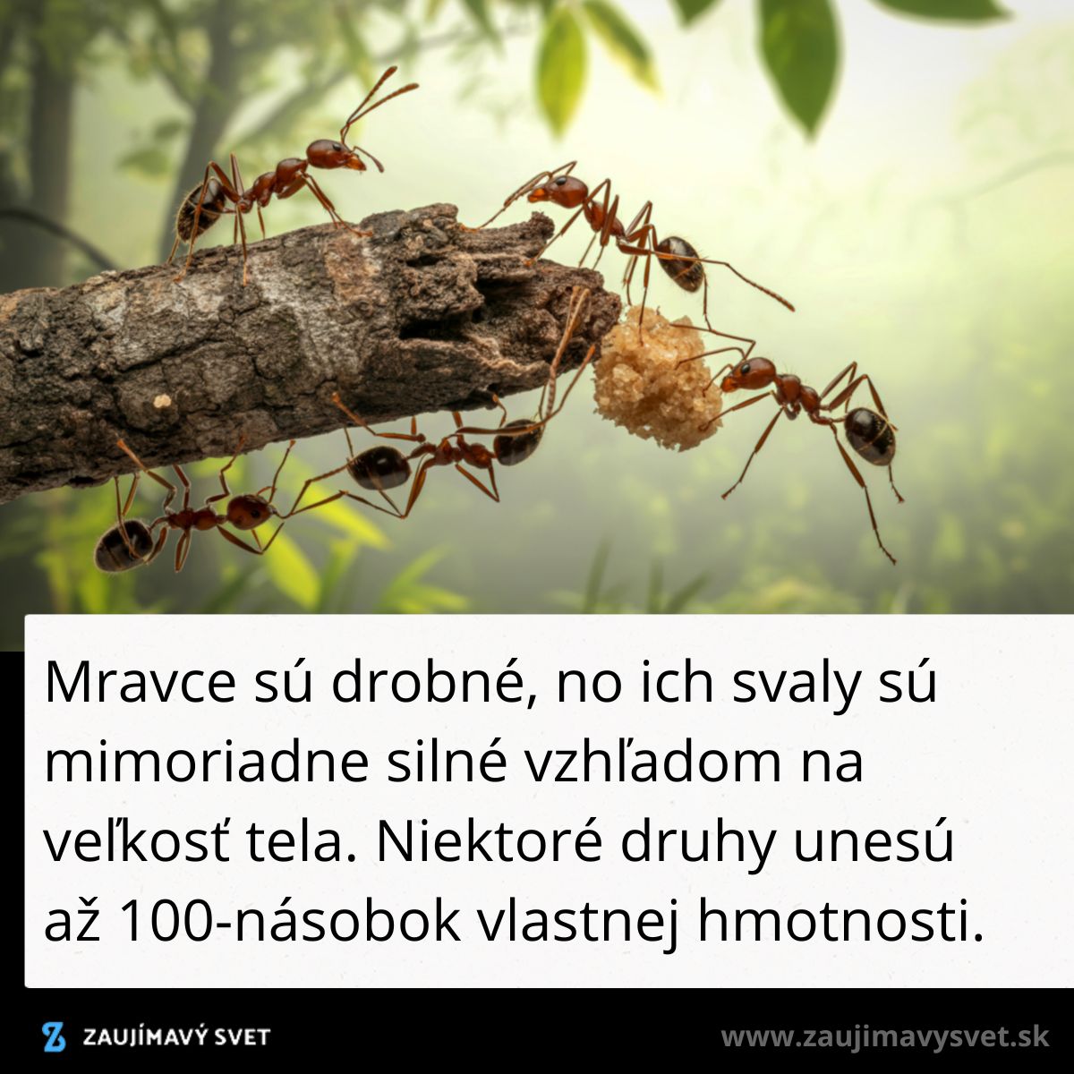 Mravce s nákladom na vetvičke v lese, ukazujúce svoju silu a tímovú prácu pri nosení potravy.