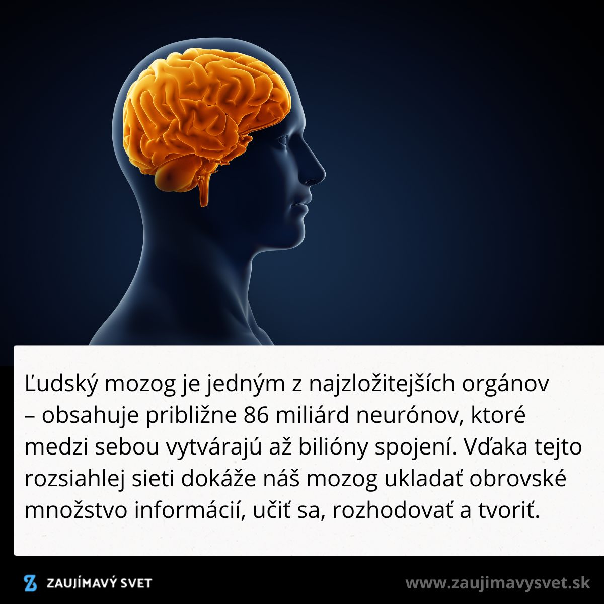 Ľudský mozog v profile, oranžová ilustrácia neurónov, komplexnosť a kapacita učenia.