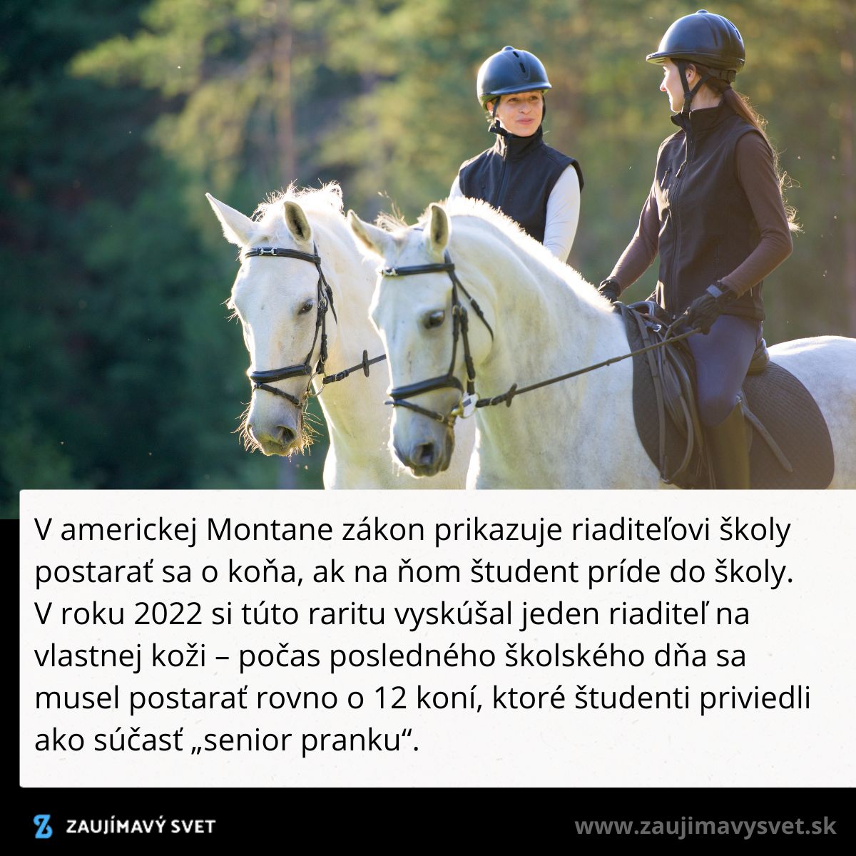 Dvaja jazdci na bielych koňoch v lese, diskusia o zákone v Montane, ktorý prikazuje postarať sa o koňa v škole.