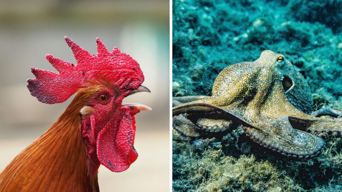 Kohút a chobotnica vedľa seba, detailná fotografia zobrazujúca kontrast medzi súšou a morom.