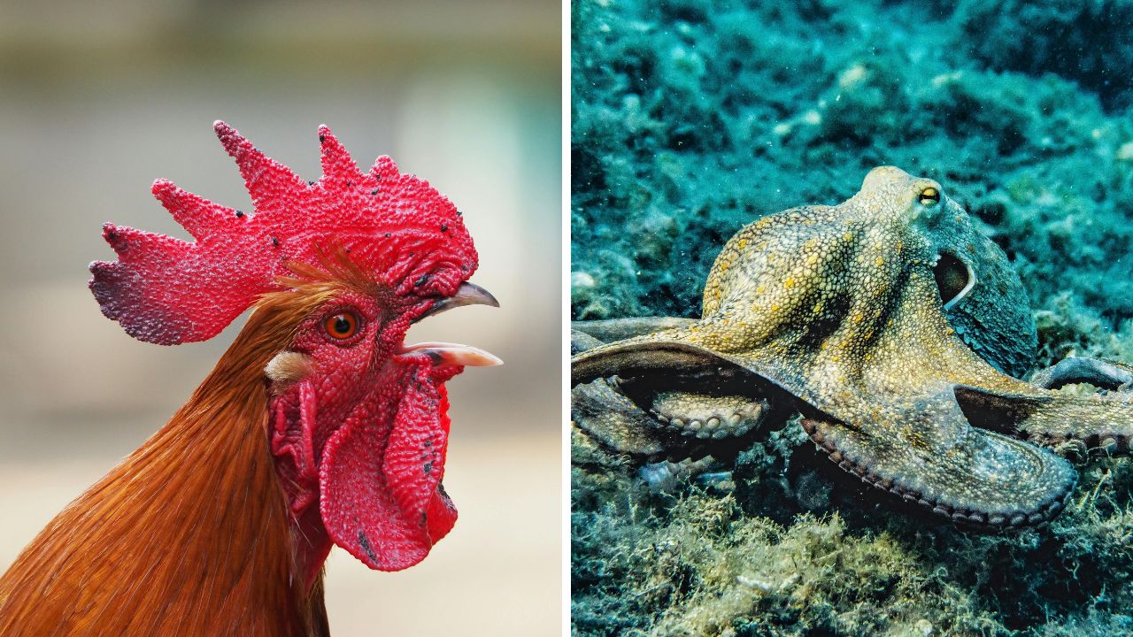 Kohút a chobotnica vedľa seba, detailná fotografia zobrazujúca kontrast medzi súšou a morom.