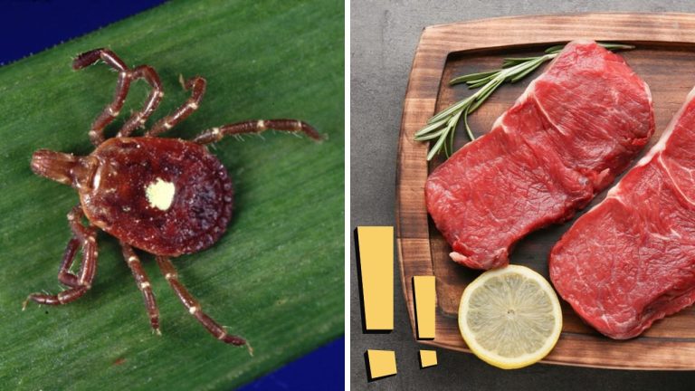 Kliešť, ktorého uhryznutie môže byť príčinou premeny človeka mäsožravca na vegána! Toto vás šokuje.