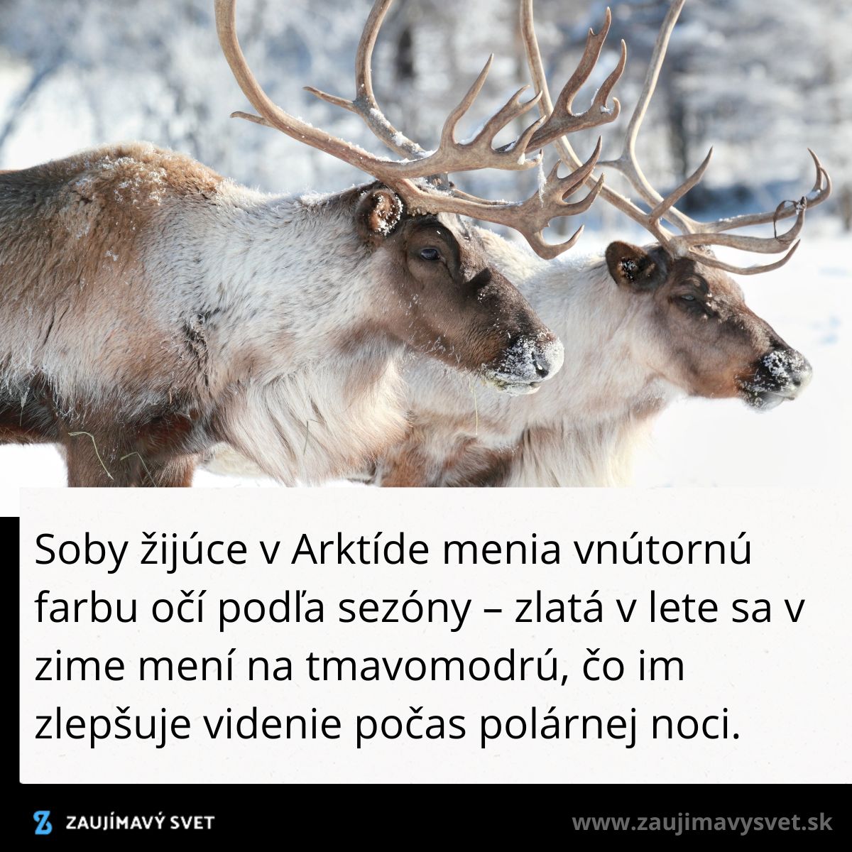 Soby v Arktíde menia farbu očí podľa sezóny, zlatú na modrú, čo zlepšuje ich nočné videnie počas polárnej noci.