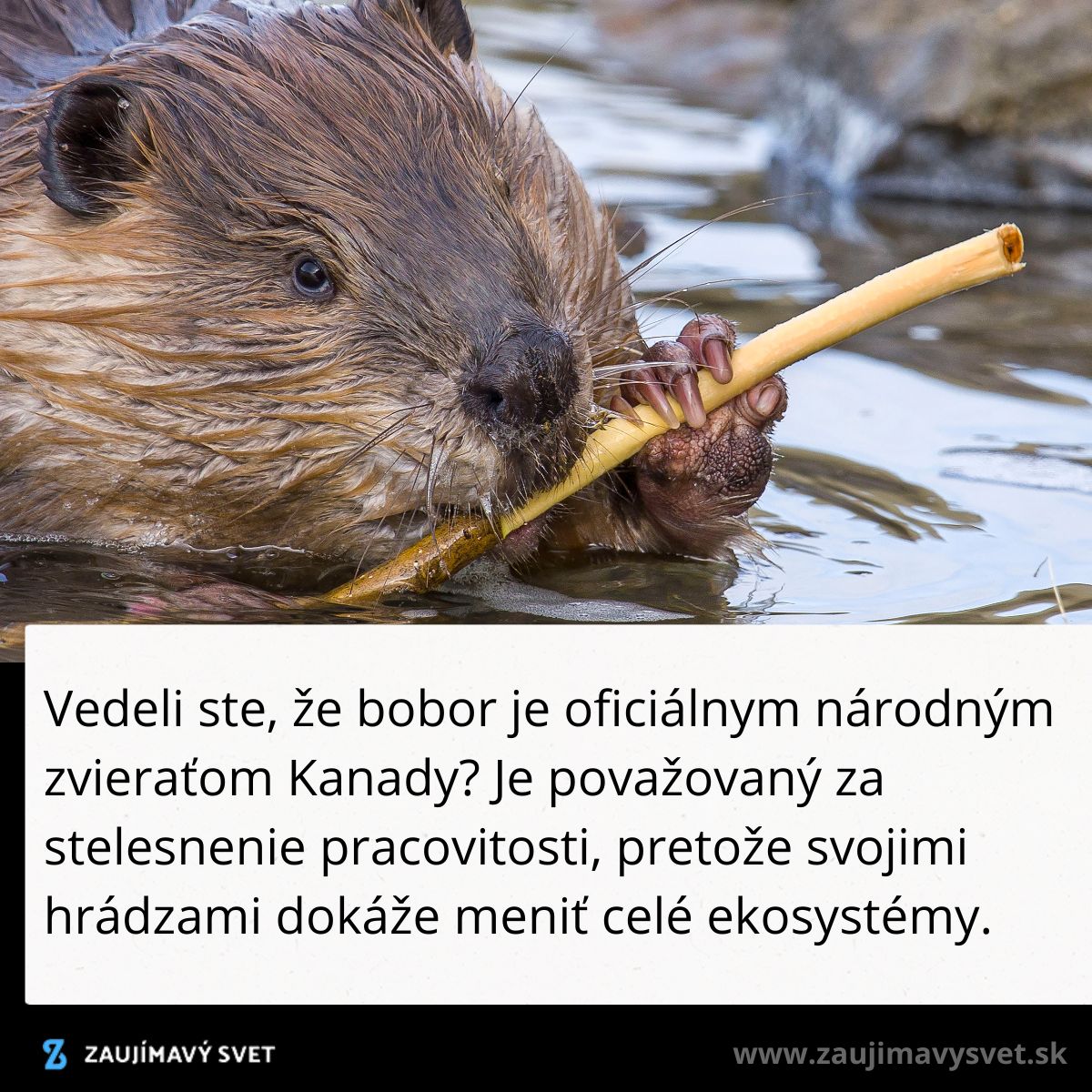Bobor vo vode hryzie vetvu, symbol národného zvieraťa Kanady a pracovitosti pri budovaní hrádzi.