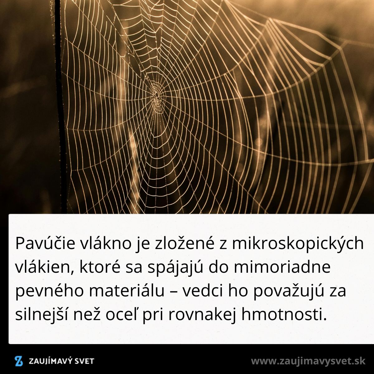 Pavučina v detaile s textom o pevnosti pavúčieho vlákna, porovnateľném s oceľou.