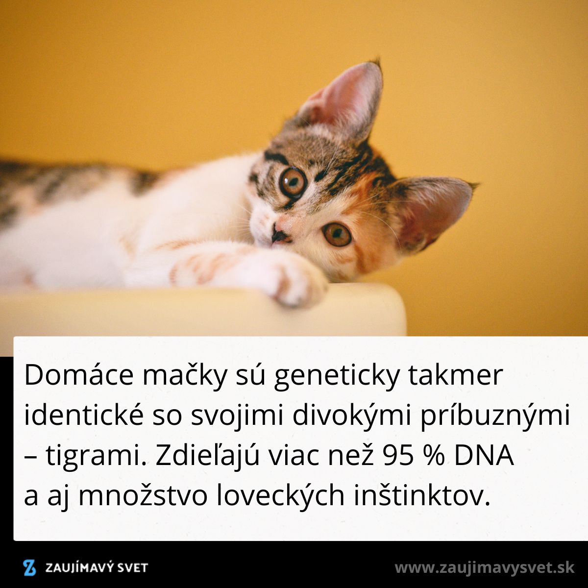 Mladá mačka leží na boku, zaujato sleduje okolie, v popredí je text o genetickej podobnosti s tigrami.
