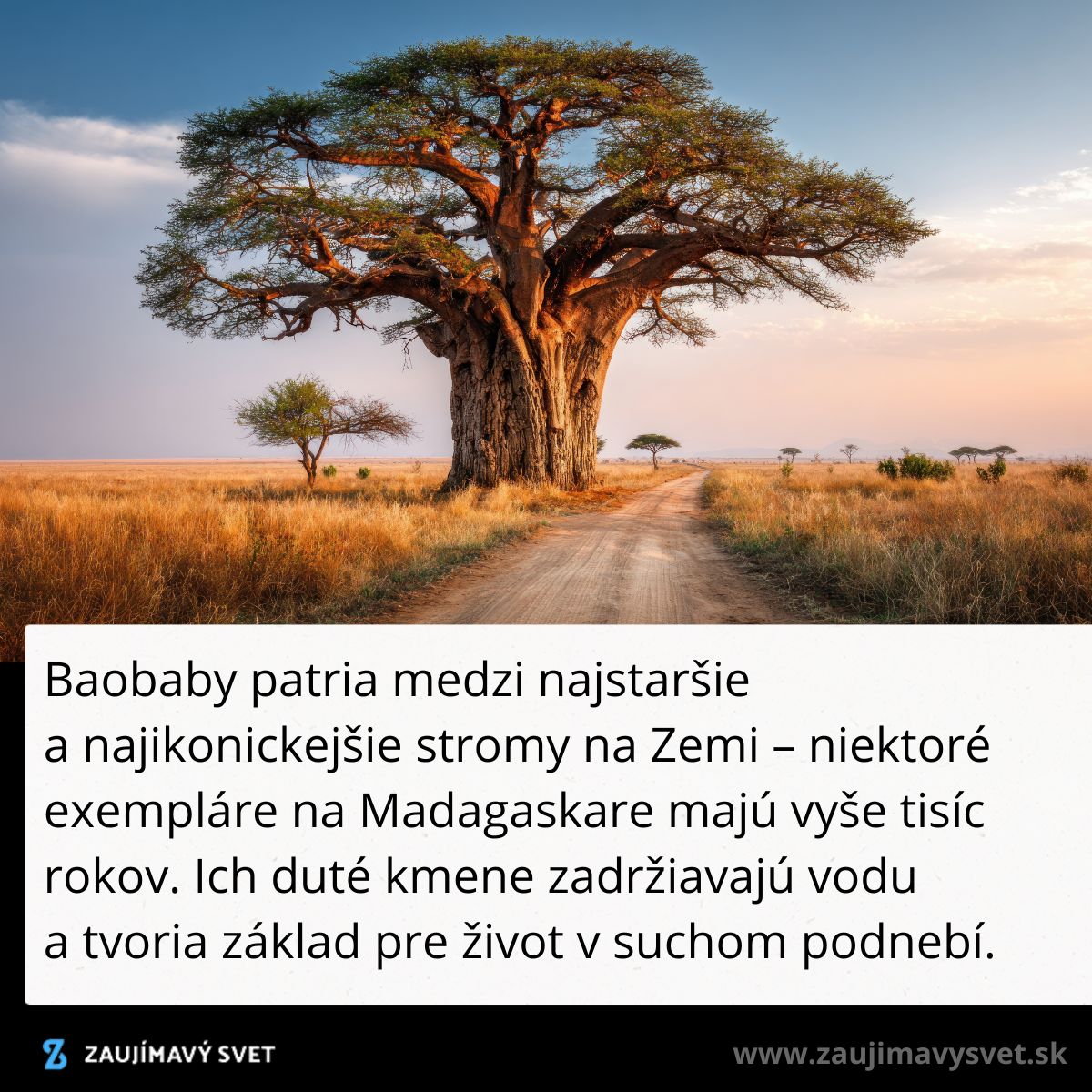 Baobab na Madagaskare v savane pri západe slnka, symbol robustnosti a života v suchých podmienkach.