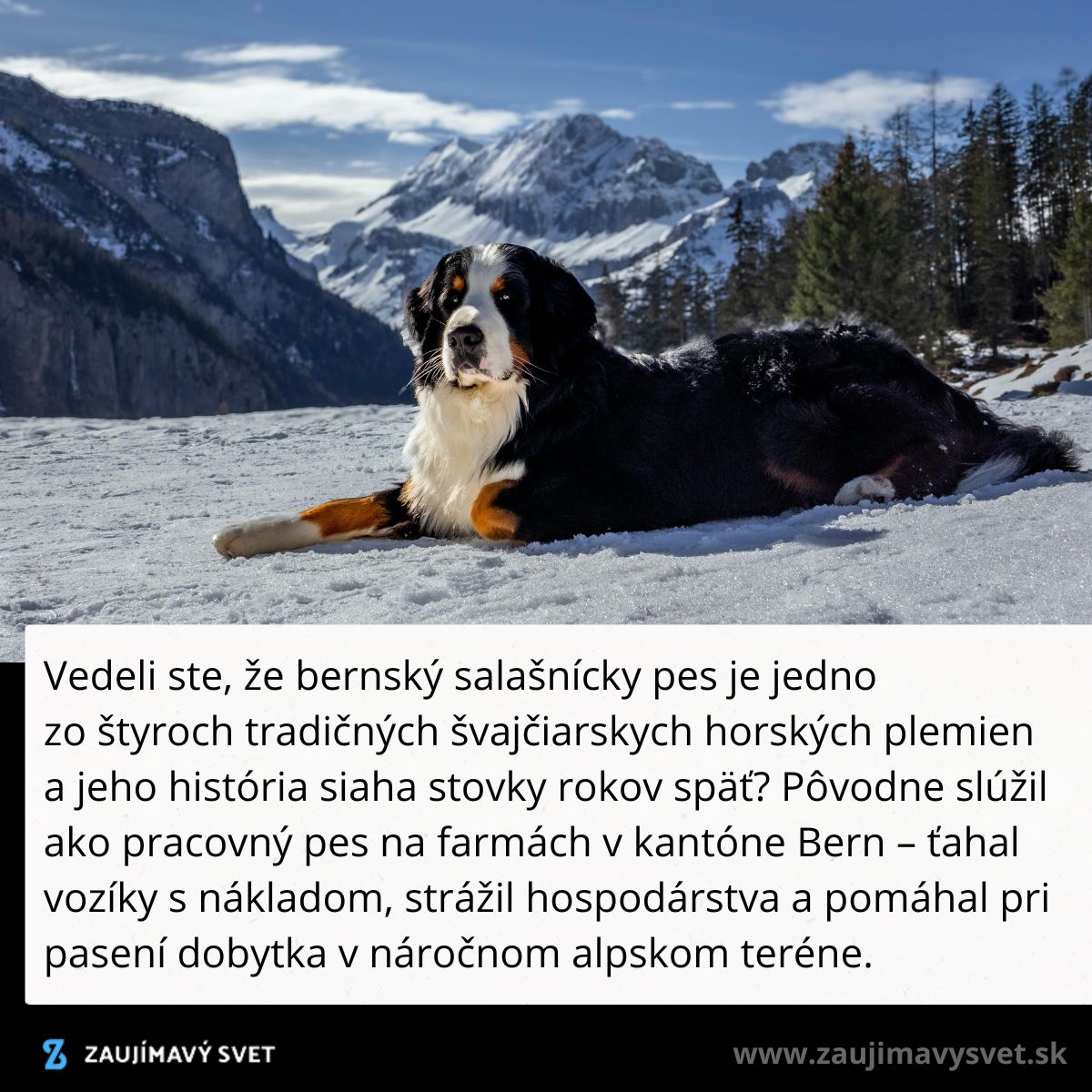 Bernský salašnícky pes na zasneženom pozadí s horami v Švajčiarsku, ideálny pracovný pes.