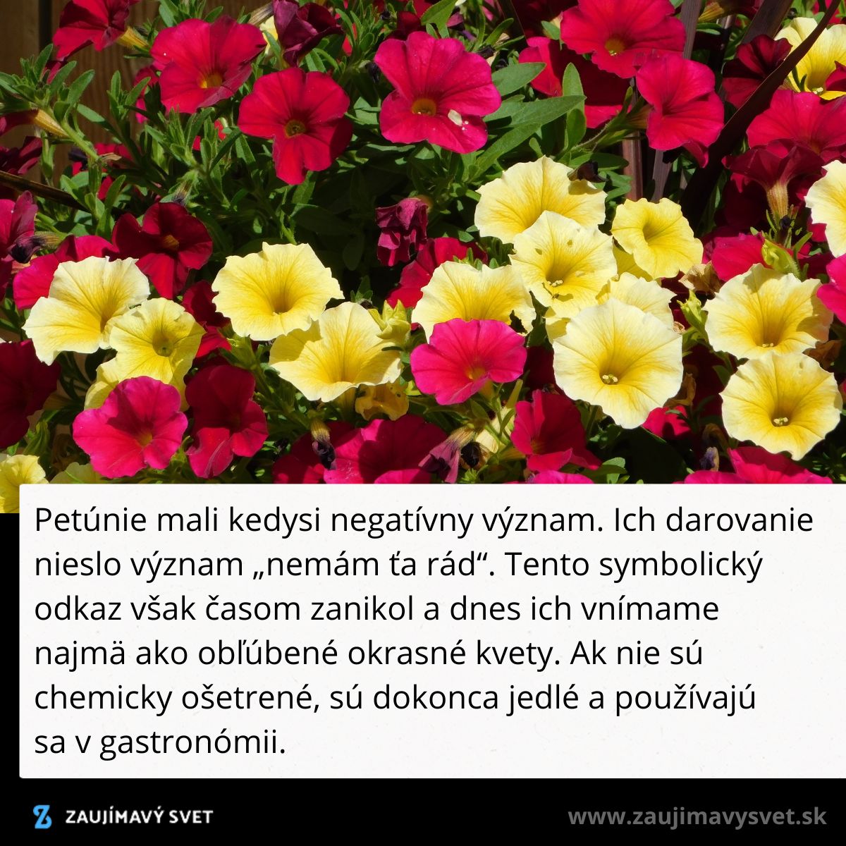 Farebné petúnie v záhrade, kedysi považované za symbol negatívneho odkazu, dnes obľúbené okrasné kvety.