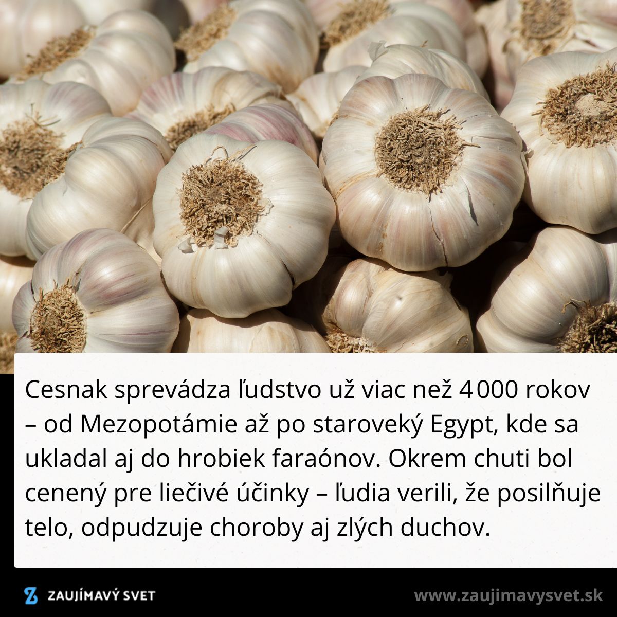 Zhluky čerstvého cesnaku, tradične využívaného nielen v kuchyni, ale aj na zdravotné účely už tisíce rokov.