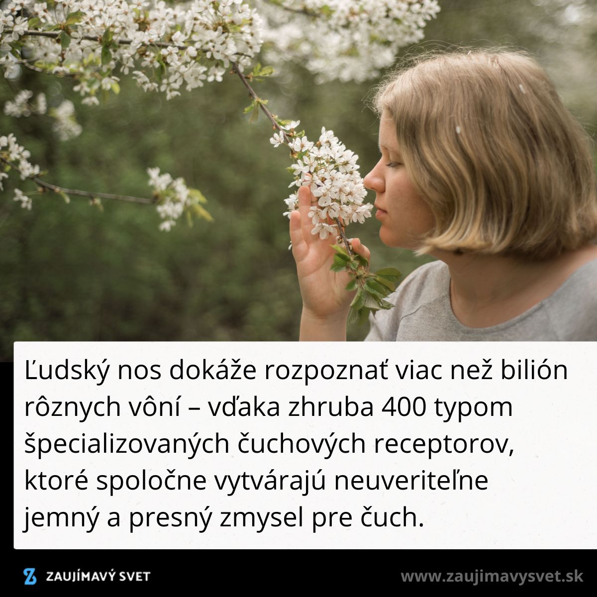 Žena si vonia kvety na jarnej vetve, ilustrujúc schopnosť ľudského nosu rozpoznať množstvo vôní.