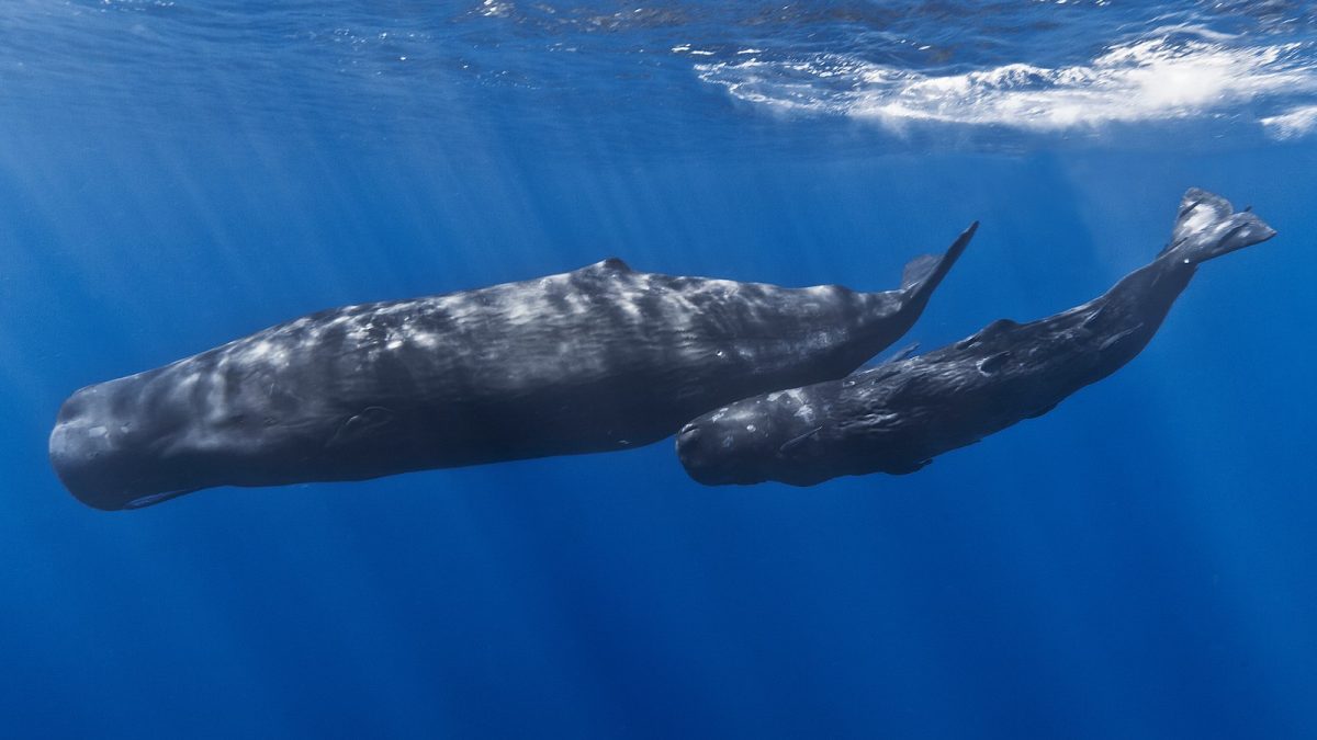 Dve vorvaňovce voľne plávajúce v modrom oceáne pod slnečnými lúčmi.