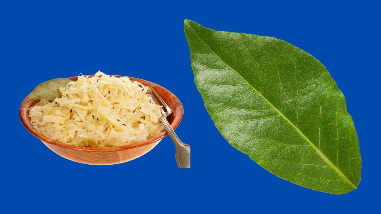 kysla kapusta a bobkovy list