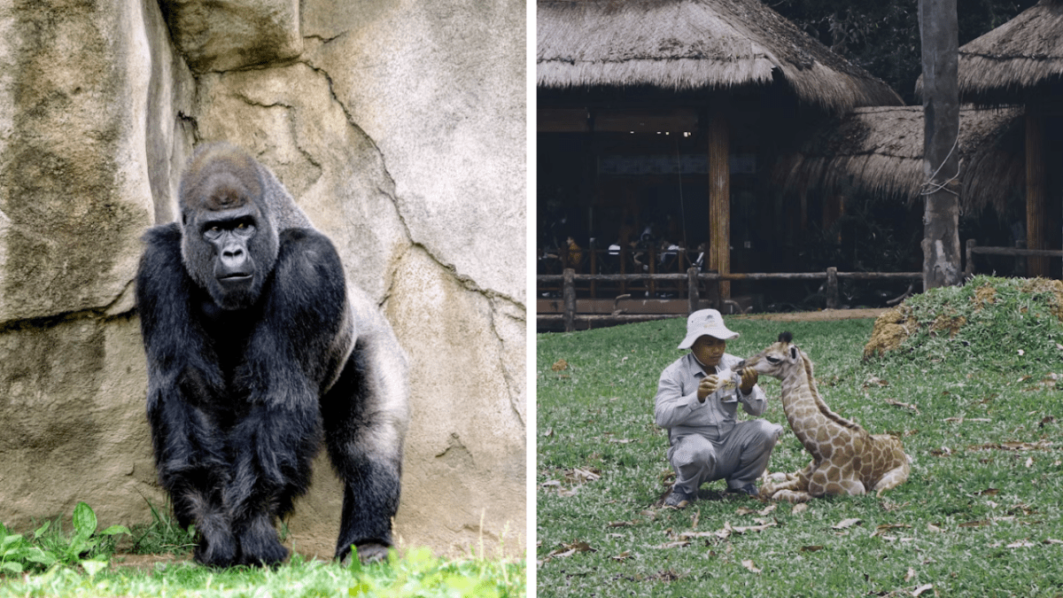 Ľavý obrázok: Gorilla stojí pred skalou v zoo, pravý obrázok: Ošetrovateľ kŕmi mláďa žirafy na tráve.