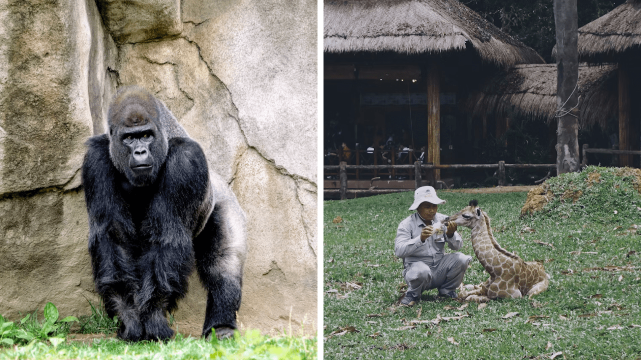 Ľavý obrázok: Gorilla stojí pred skalou v zoo, pravý obrázok: Ošetrovateľ kŕmi mláďa žirafy na tráve.