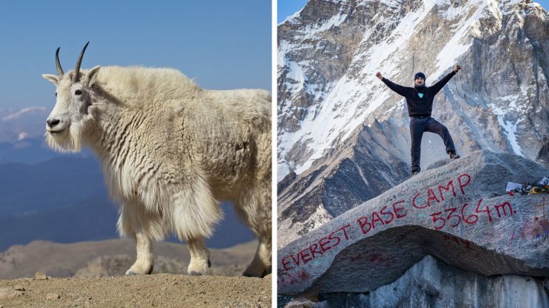 Zaujímavosti ku káve, ktoré ti rozšíria obzory #2140 – svižné horské kozy a základné tábory Everestu
