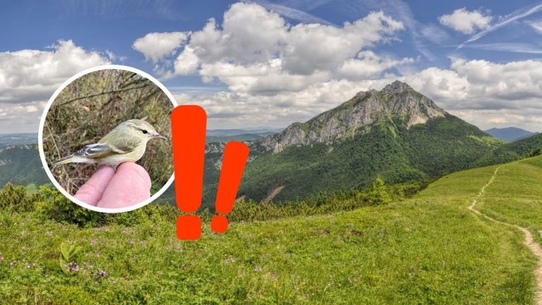 Na Slovensku objavili nový druh vtáka: Raritný spevavec sa sem dostal až z Ázie