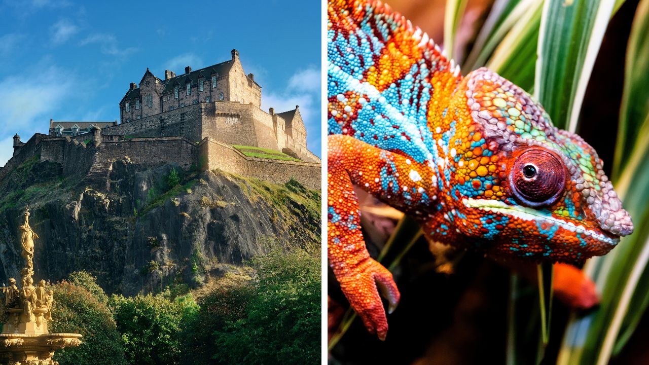 Edinburský hrad na skale s modrou oblohou; Farebný chameleón medzi listami.