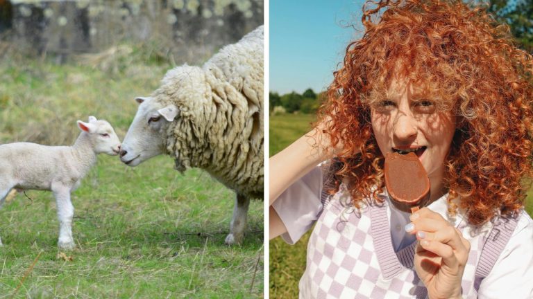 Zaujímavosti ku káve, ktoré ti rozšíria obzory #2238 – láskyplné a inteligentné ovečky a ako čokoládová zmrzlina pomáha pri emočnej bolesti