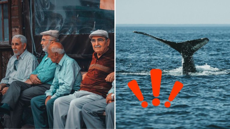 Tajomstvo dlhovekosti veľrýb prekvapilo vedcov: Raz by mohlo predĺžiť aj ľudský život