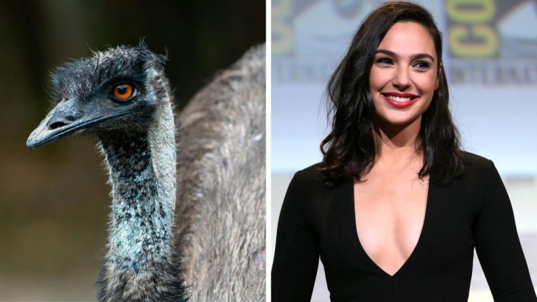 Zaujímavosti ku káve, ktoré ti rozšíria obzory #2257 – prečo Audi a BMW používajú emu perie a Gal Gadot ako Miss Izrael