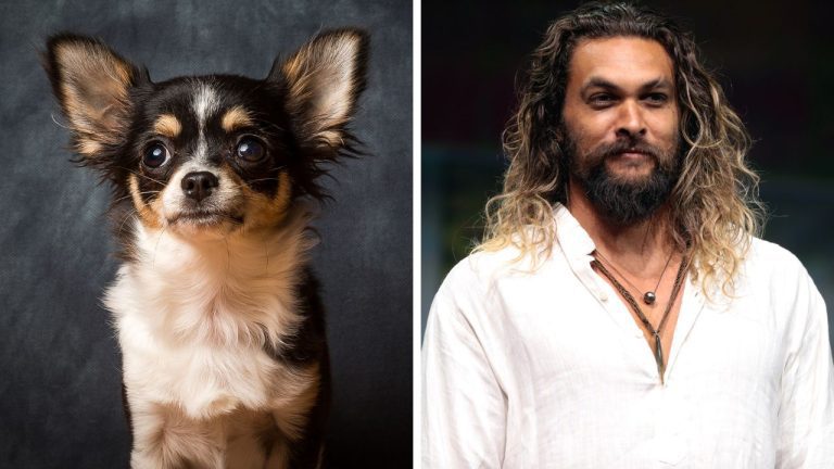 Zaujímavosti ku káve, ktoré ti rozšíria obzory #2254 – starobylý pôvod čiváv a ako Jason Momoa prišiel ku svojej jazve