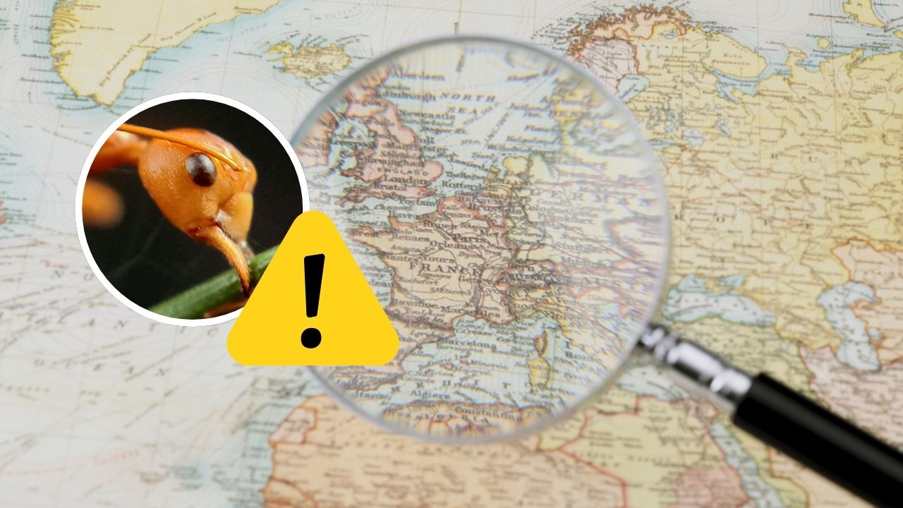 Mapa Európy s lupou a zväčšeným záberom na mravca, výstražný symbol.