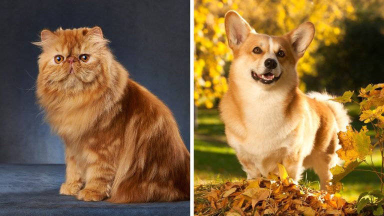 Zaujímavosti ku káve, ktoré ti rozšíria obzory #2256 – prečo sa perzské mačky spájajú s luxusom a čo znamená meno corgi