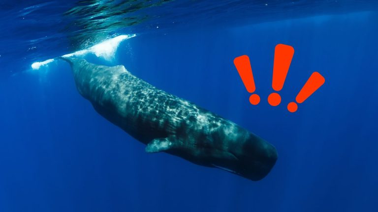 Veľryba plávajúca v modrých hlbinách oceánu s veľkým červeným výkričníkom.