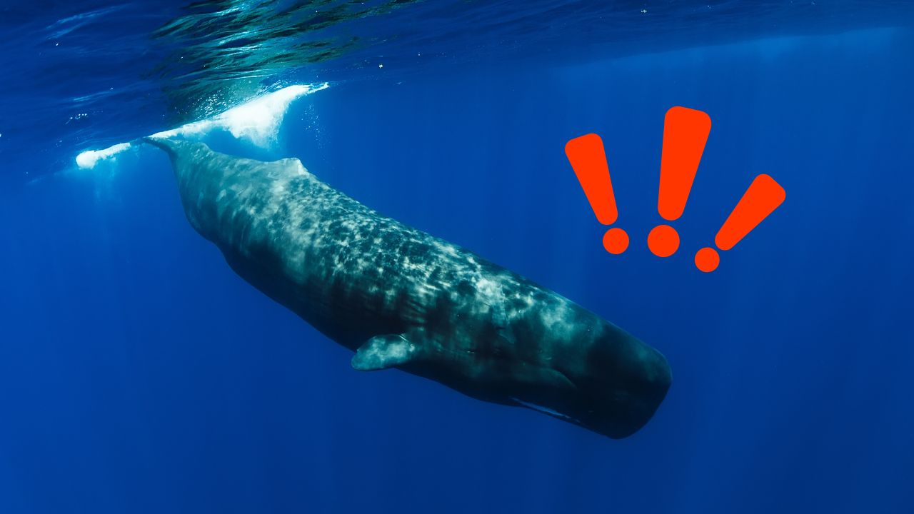 Veľryba plávajúca v modrých hlbinách oceánu s veľkým červeným výkričníkom.