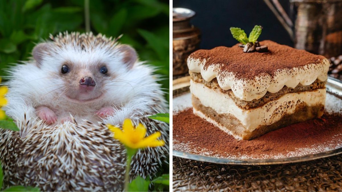 Ježko v tráve a tiramisu na tanieri, kombinácia prírody a lahodného dezertu na jednom obrázku.