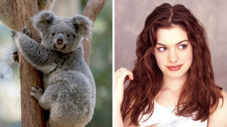 Zaujímavosti ku káve, ktoré ti rozšíria obzory #2255 – prečo koaly nepijú vodu a ako Anne Hathaway získala rolu vďaka pádu zo stoličky
