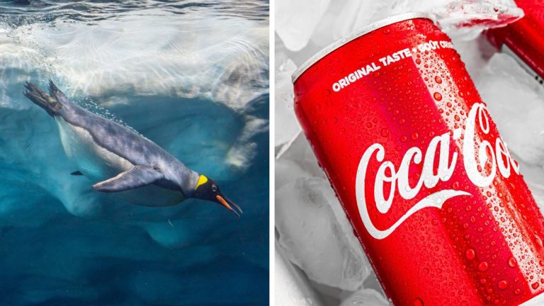 Zaujímavosti ku káve, ktoré ti rozšíria obzory #2264 – ako tučniakom pomáha ich „frak“ a pre koho pôvodne vytvorila Coca-Cola plechovky