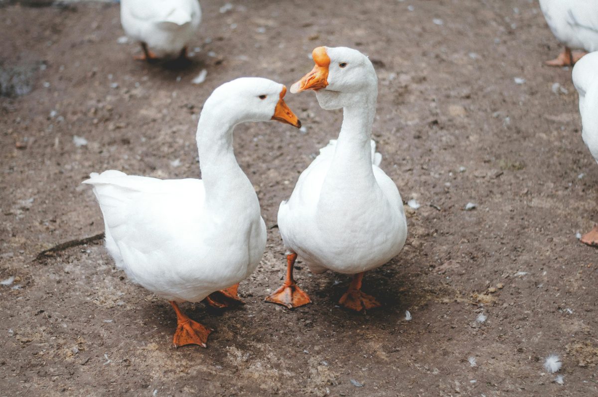 Dve biele husy na hlinenej ceste, jedna otočená k fotoaparátu.