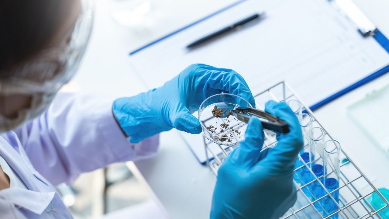 Vedec analyzuje vzorky  v laboratóriu pomocou klieští a Petriho misky, modré rukavice.