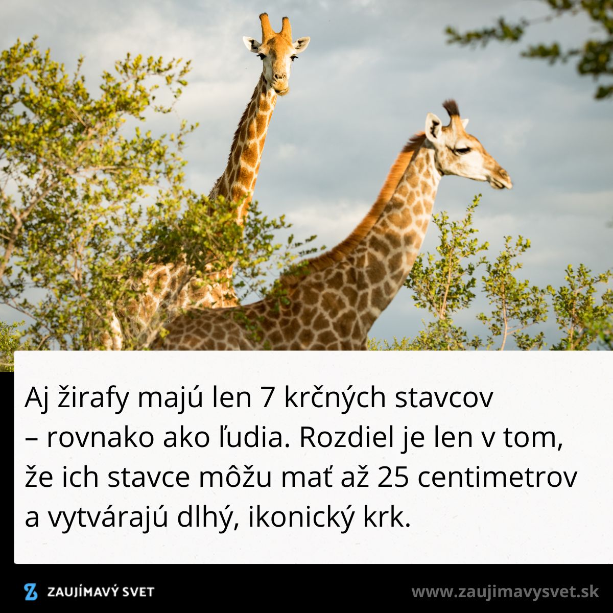 Dve žirafy sa prechádzajú medzi stromami pod jasnou oblohou, ukazujúc svoje dlhé krky na savane.