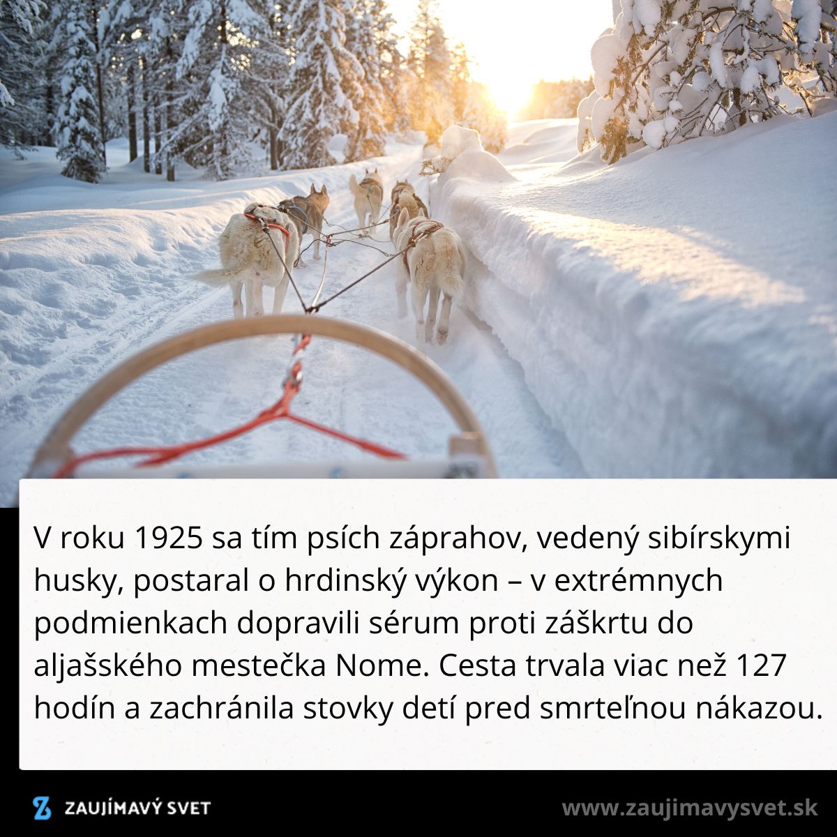 Psí záprah sibírskych husky na zasneženej ceste pri západe slnka; historický príbeh doručenia séra do Nome.
