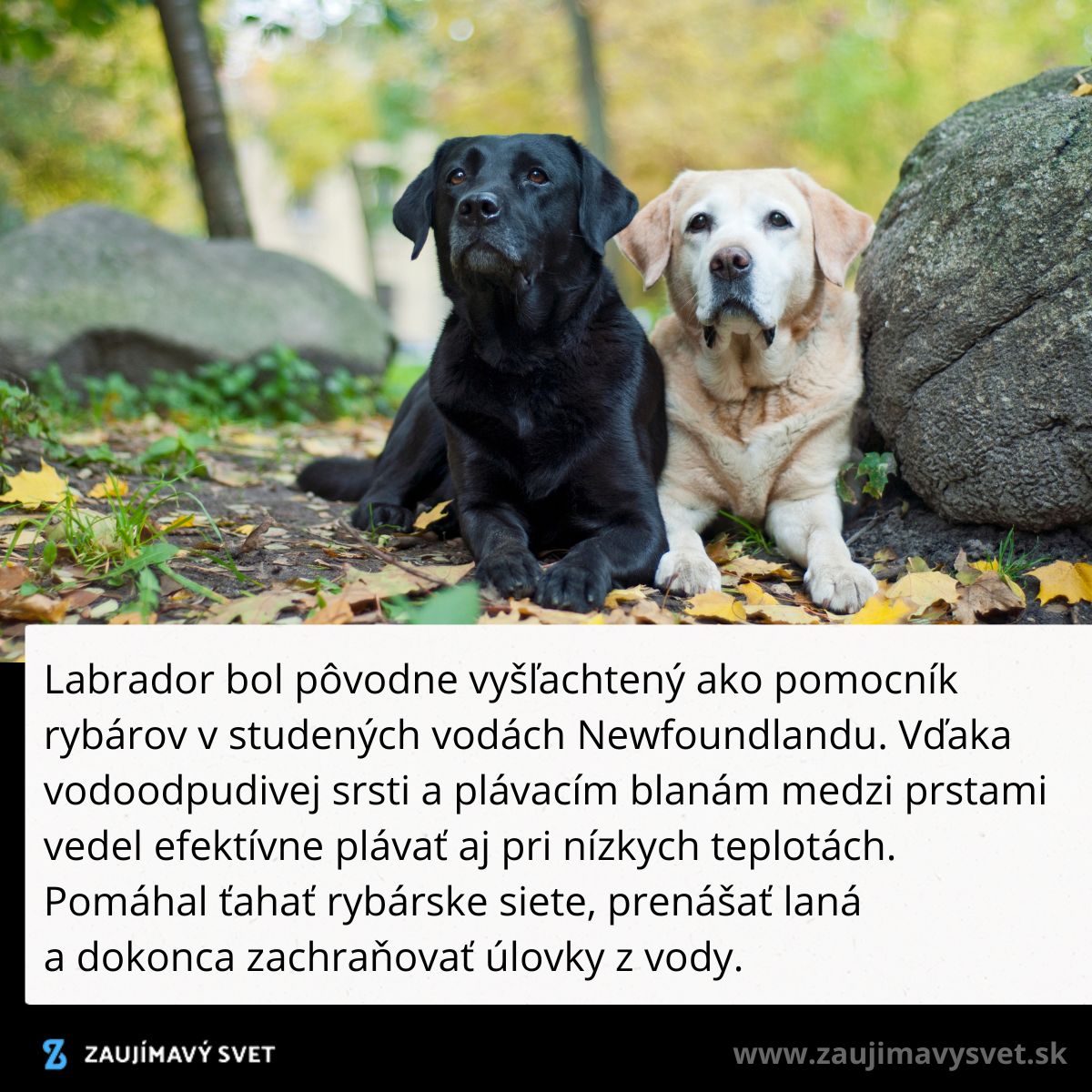 Dvaja labradori, čierny a svetlý, ležia spoločne na listnatej zemi, obklopení jesennou prírodou.