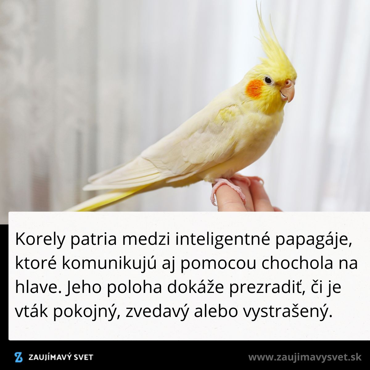 Žltá korela s chocholom na prste, známa ako inteligentný papagáj komunikačný pomocou hlavy.
